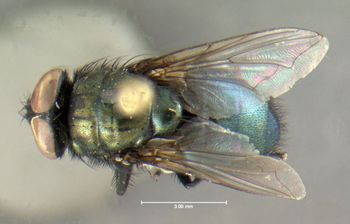 Media type: image;   Entomology 613612 Aspect: habitus dorsal view